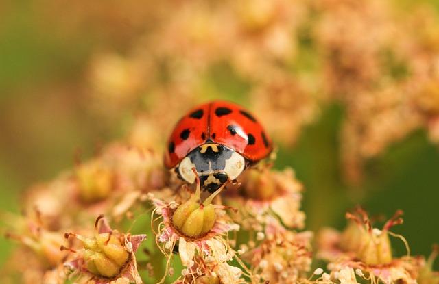 Lessons from Global Practices in Managing Invasive plant species