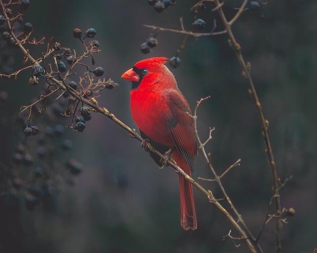 Pathways to​ Peace: Cardinal's​ Recommendations for Social ‍Cohesion ​and Dialogue