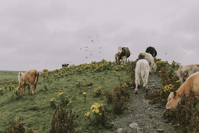 The Connection Between Cattle theft and Boko Haram's Financing Strategies