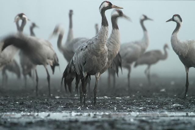 The Decline of Uganda's National Bird and Its Ecological Significance