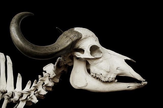 Anatomy of a Predator: Insights from the Skull Analysis