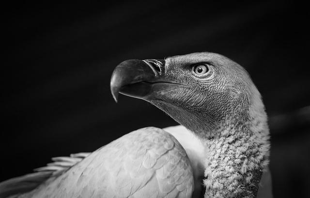 Eswatini's Action Plan⁣ for Vulture Conservation and⁢ Lead Poisoning‍ Mitigation