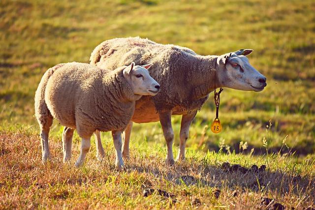 Impact Assessment on Local Livestock Farmers and Communities