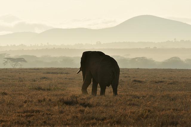 Innovative Travel Experiences: Kenya's Role in Shaping Modern Tourism