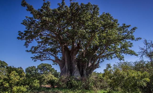 Future Prospects: The Role of Baobabs in Sustainable Agriculture and Climate ⁣Resilience