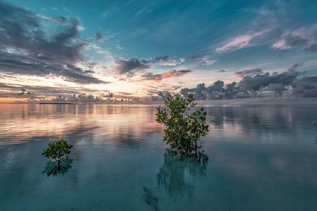 Policy Recommendations for Sustainable Mangrove Management