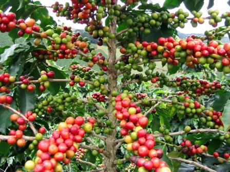 Exploring New Technologies in Coffee Cultivation and Processing