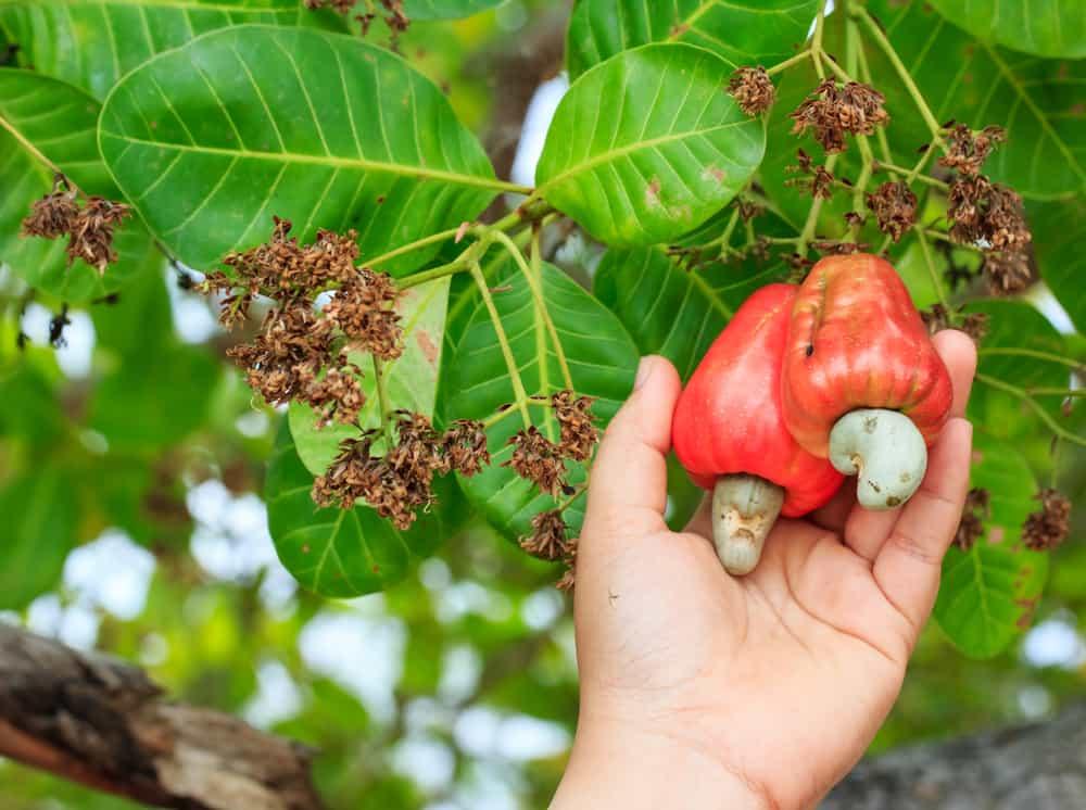 Policy Recommendations to Enhance Sustainable Cashew Production