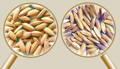 Innovative Practices for ​enhancing ⁤Seed Quality and Availability