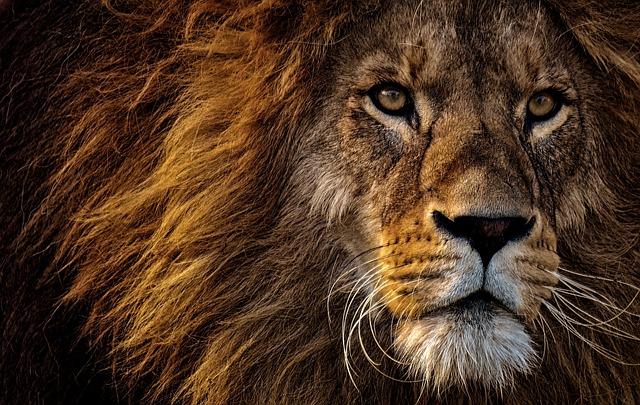 Conservation Success Stories: protecting the Lion Population