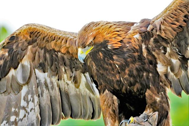 Ecological Significance of the Golden Eagle in North African Ecosystems