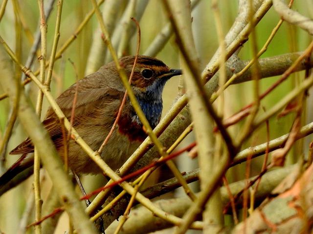 Resurgence of the Rare Bird Sparks Conservation Interest in Madagascar