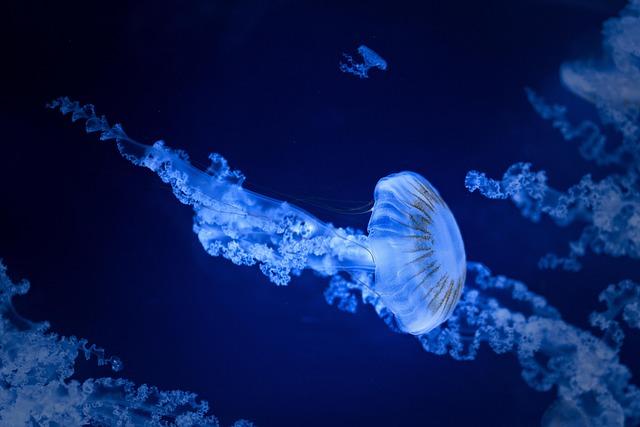 Discovery of a New Species: The Large-Eyed Sea Creature Unveiled