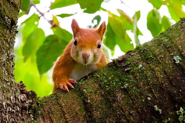 Significant habitats and Ecosystems ‌for Mammal Populations