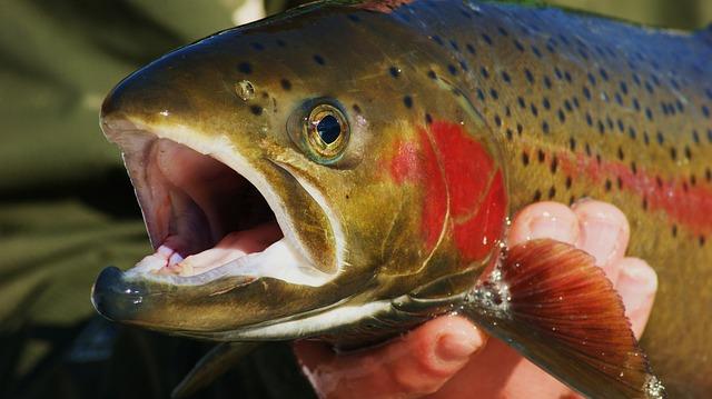 The Rise of Africa's Largest Trout Farm and Its Impact on Local Economies