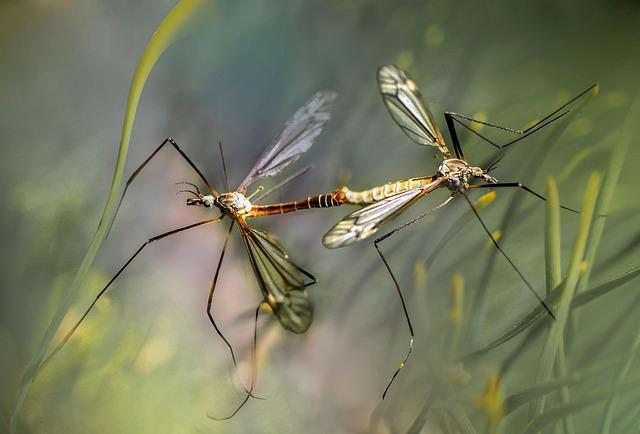 Understanding the‌ Mechanisms of Friendly​ Mosquitoes in Disease Prevention