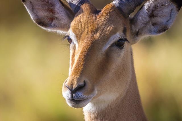 Exploring botswana's Diverse Ecosystems