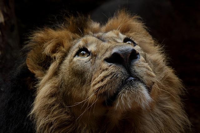 In Malawi reserve, contraceptives help balance lion and prey populations – Mongabay.com