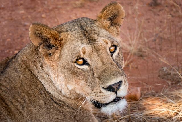 Africa’s week in pictures: 14 – 20 March 2025 – BBC.com