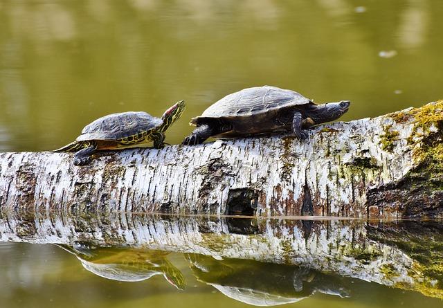 Wave of arrests as Madagascar shuts down tortoise trafficking network – Mongabay.com