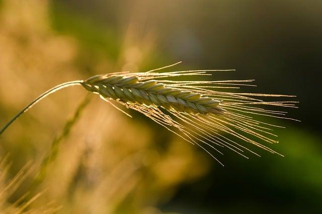 To transform agriculture, Africa must invest in science and technology – Nation