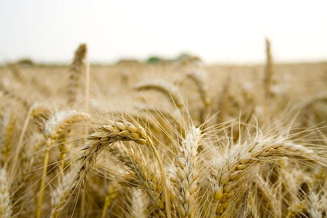 IITA drives regional agricultural transformation at Africa Business Forum – CGIAR