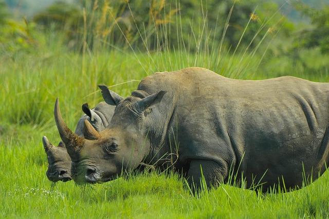 Uganda Airlines New Direct Flights from Entebbe to London in Just 9 Hours, A Game Changer for Africa’s Global Presence and Economic Power – Travel And Tour World