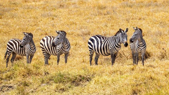 Tanzania woos foreign investors with new land policy – ZAWYA