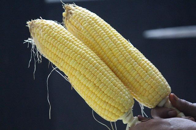 Maize prices in Kenya and Malawi have soared, but Tanzania’s haven’t: economists explain why – The Conversation