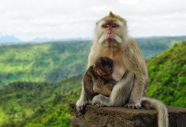 Mauritius Ranked as “Happiest” Country in Sub-Saharan Africa in World Happiness Report – techlabari.com