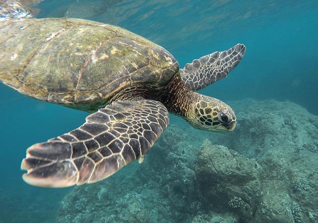 Floods devastate tortoise sanctuary in southern Madagascar – Mongabay.com
