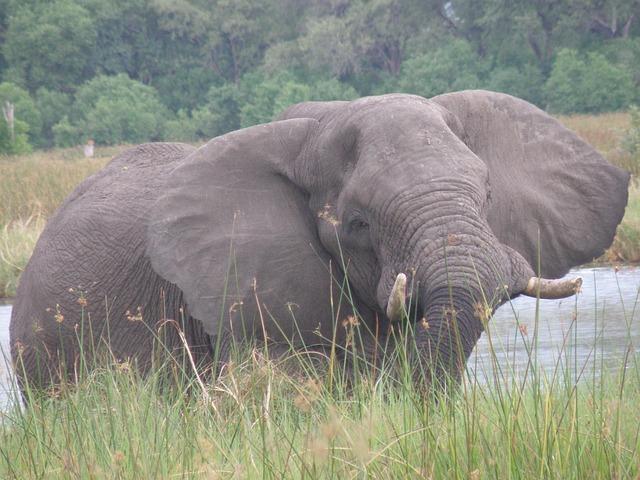 Trophy hunting of Amboseli’s super-tuskers in Tanzania sparks outrage, calls for a ban – Mongabay.com