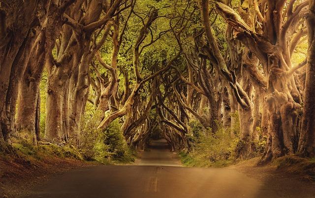 Ireland No Longer Visa-Free For South Africa And Botswana Citizens – Forbes Africa