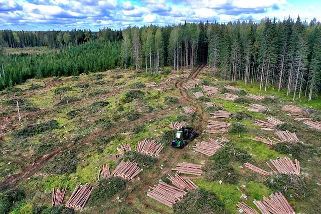 Flora / Illegal logging cuts deep into The Gambia’s ecology and economy – ENACT Africa