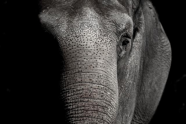 Impact of the Live Elephant Trade on Local Economies and Ecosystems