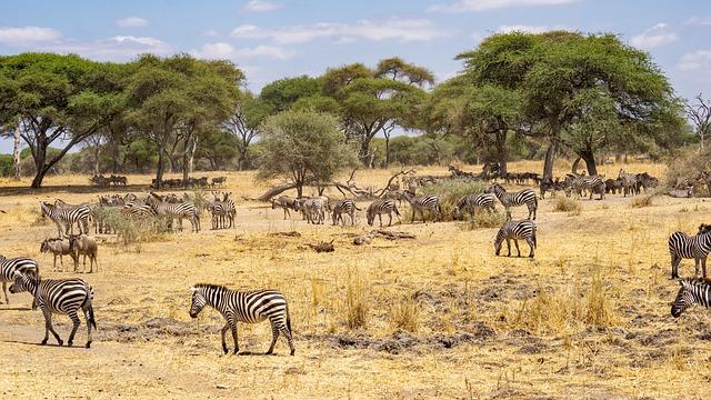 We Need Tanzania That Thrives Every Day, Not Just During International Events – The Chanzo