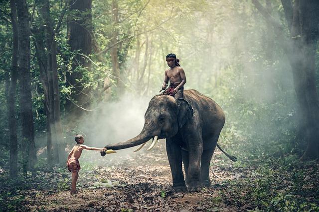 Gabon forest elephant forays into villages spark ire – FRANCE 24 English