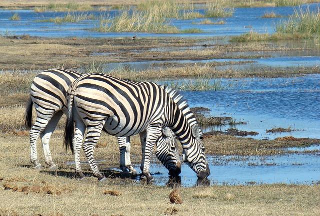 Botswana, South Africa, Kenya: How the Evolution of Luxury Safari Lodges Is Setting New Standards for Wildlife Tourism and Ecological Responsibility in Africa – Travel And Tour World