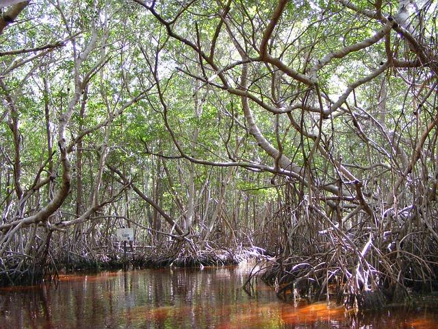 Mozambique okays Africa’s largest mangrove restoration project – Seychelles News Agency