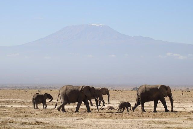 Kenya recognises Kosovo as independent state – The East African