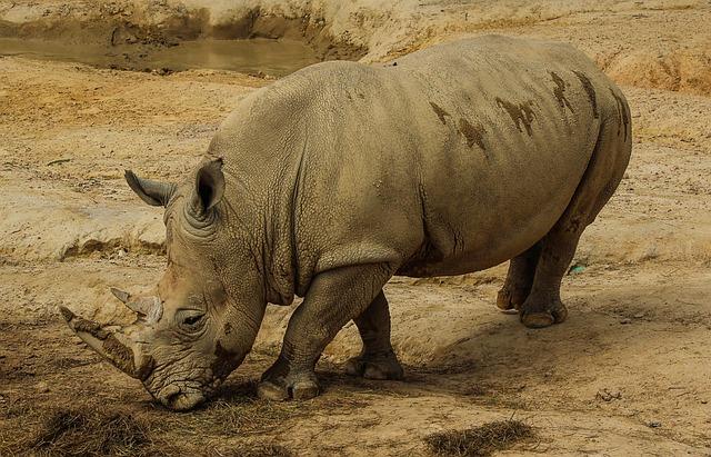 NEWS: White Rhinos translocated from South Africa to Tanzania – Atta Travel