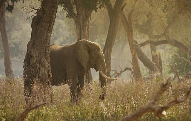 Botswana's Stance‌ on Elephant management and Conservation