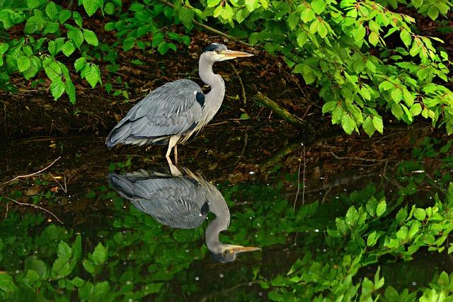 (PDF) Threatened Habitats and Tropical Critically important ‌Plant Areas of Guinea, West Africa. ‌- ResearchGate