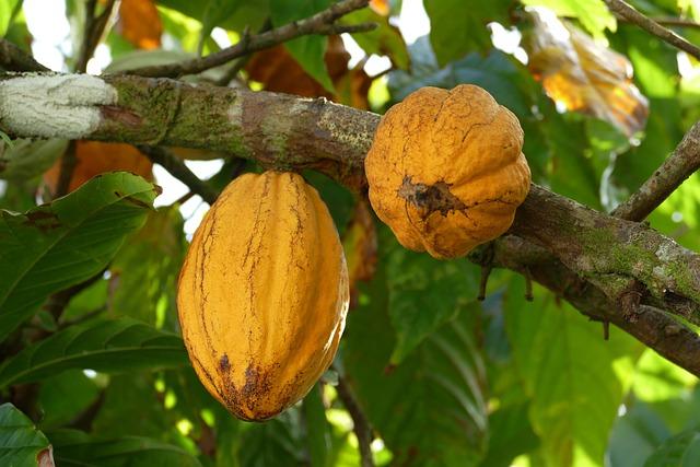 Exploring the Richness of Cocoa and Coffee Plantations