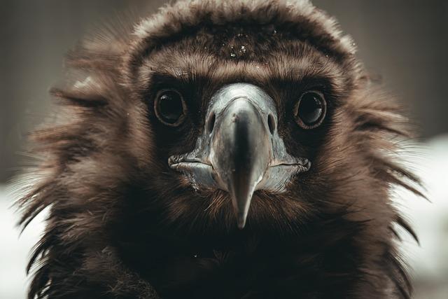 Community Engagement and education as vital Components of Vulture ⁣Conservation