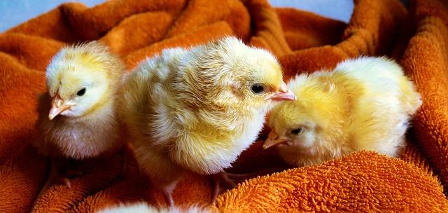 Addressing Challenges in Poultry Health: Recommendations for Stakeholders