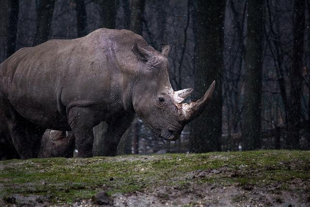 The Significance of Reintroducing White Rhinos to Tanzania's Ecosystem