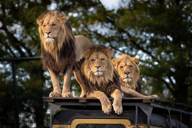 Preservation Efforts for the Lion Cavern Site