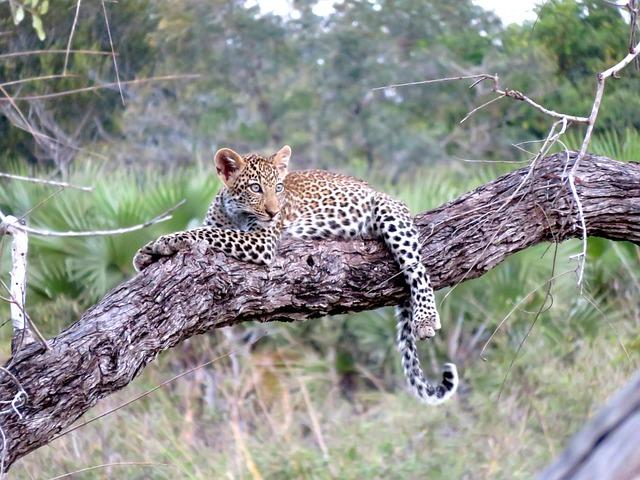 Exploring the Majestic Serengeti: A Safari Experience Like No Other