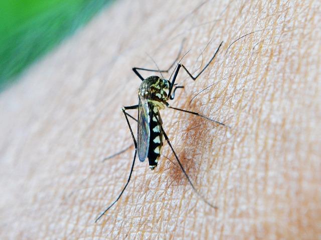 Impact of US Aid Cuts on Malaria Prevention and Treatment Efforts